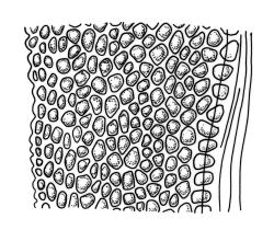 Fissidens oblongifolius, laminal cells, dorsal lamina (margin to costa). Drawn from lectotype, J.D. Hooker 321b, BM.
 Image: R.C. Wagstaff © Landcare Research 2014 